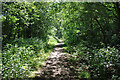 Path, Langshott Wood in RH6 9SF