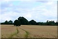 Wheat field in B96 6ST