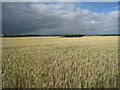 Wheat field near Burton upon Stather in DN15 9HS