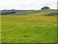 Buttercup meadow west of Doubledykes in Hartleyburn