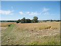 Wheat Field at Standardhill Rough in CT4 6TZ