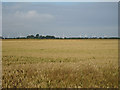 Wheat Field off Swamp Road in TN29 9PY