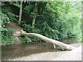 Fallen tree bridge in Erddig Park in LL13 7EQ