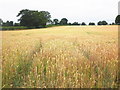 Field of golden wheat, near Luntley in HR6 9ED