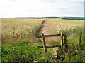 Footpath through Wheat Field in CT4 6HL