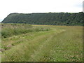 The Cleveland Way near Herbert Hole in YO13 0EY