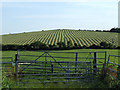 Stripes in a field in Llanfaethlu Community