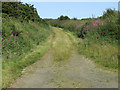 A very overgrown lane in Llanfaethlu Community