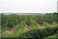 Orchard off Wenderton Lane in CT3 1EL