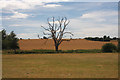 Lone tree near Glemsford in IP29 4LL