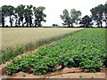 Wheat and Potato Fields in CT3 1UR