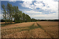 Wheat field and poplars in CO10 8BL