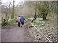 Snowdrop Valley : Footpath in TA24 7AH