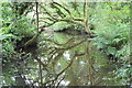 The stream flowing into College Reservoir in TR10 9JE