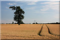 Wheat field and tree at Belchamp St Paul in Belchamp St. Paul