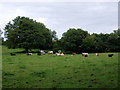 Cattle in a field in SA42 0SR