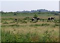 Cows on Horning Marshes in NR12 8PU