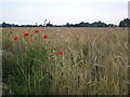Poppies and barley, Hickling in NR12 0YT