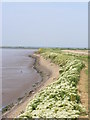 Breydon North Wall in Central And Northgate Ward