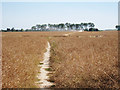 Crop Field south of Ash in CT3 2ES