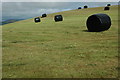 Silage bales near Pant-y-maen in SY15 6HR