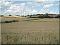 Wheatfields below Wolverton in Wolverton