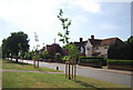 Trees on Eaton Rd in NR4 6BS