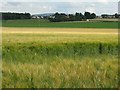 Barley at Middlemains in EH34 5DS