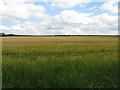 Barley field by Strawberry Wood in EH34 5DY