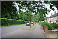 Trees on North Park Rd in NR4 7EF