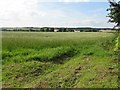 Grass field at Herdmanston in EH34 5DU