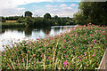 A dense patch of Himalayan Balsam by the Trent in NG7 2TG
