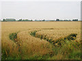 Wheat Field off Tickner's Lane in TN29 9QT