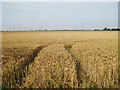 Wheat Field near Willow Farm in TN29 0DU