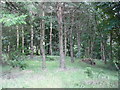 Woodland: Craigshill in EH54 6DY