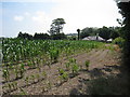 Corn Field off Church Lane in CT14 8DL