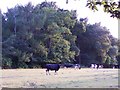 Cows in evening light in SP5 2PX