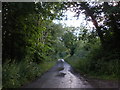 Minor road, through Ashclyst Forest in EX5 3DT