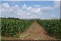 Maize field, Nether Exe in EX5 4DZ