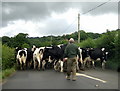 Cows on walkabout in EX14 9AY