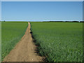 Footpath through the barley in CB1 6EY