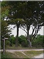 Signpost by Highden Beeches in RH20 4BA