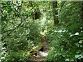 Looking back down a steep woodland path to Llyn Elsi in LL24 0AS