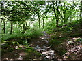 Woodland path to Llyn Elsi in LL24 0AS