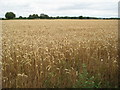 Wheat field in Lower Quinton in CV37 8SH