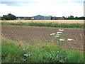 Farmland off Smeeth Road near Emneth, Wisbech in PE14 8DJ