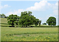 2010 : Oak trees north west of Hollow Marsh Lane in BS39 5BA