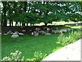 Sheep in the shade in SK11 0SL