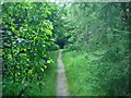 Woodland path in EH48 4BP