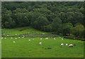Grazing and oakwoods near Berthgoed, Ceredigion in Ystrad Fflur Community